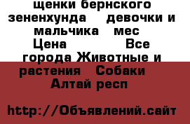 щенки бернского зененхунда. 2 девочки и 2 мальчика(2 мес.) › Цена ­ 22 000 - Все города Животные и растения » Собаки   . Алтай респ.